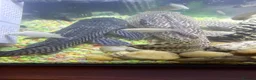 Catfish fish for sale: Common Pleco 28cm Fish Ready For New Large Tank - Advert 1