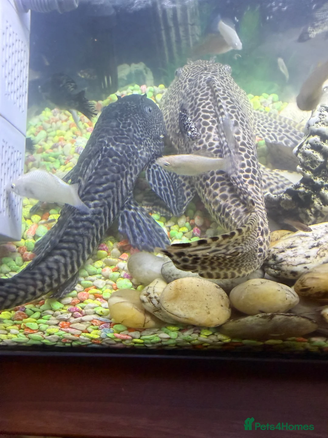 Catfish fish for sale: Common Pleco 28cm Fish Ready For New Large Tank - Advert 1
