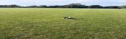 Jack Russell dogs for sale: 10 month old Jack Russell in Stockton-on-Tees - Advert 3