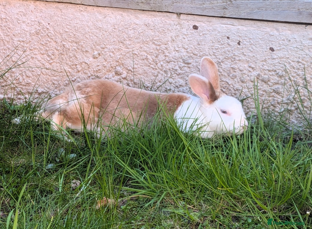 Mixed Breed rabbits for sale: Female rabbit WITH HUTCH and everything needed. - Advert 4