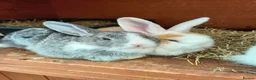 Mini Lop rabbits for sale: Mini lop plus mini rex  - Advert 1