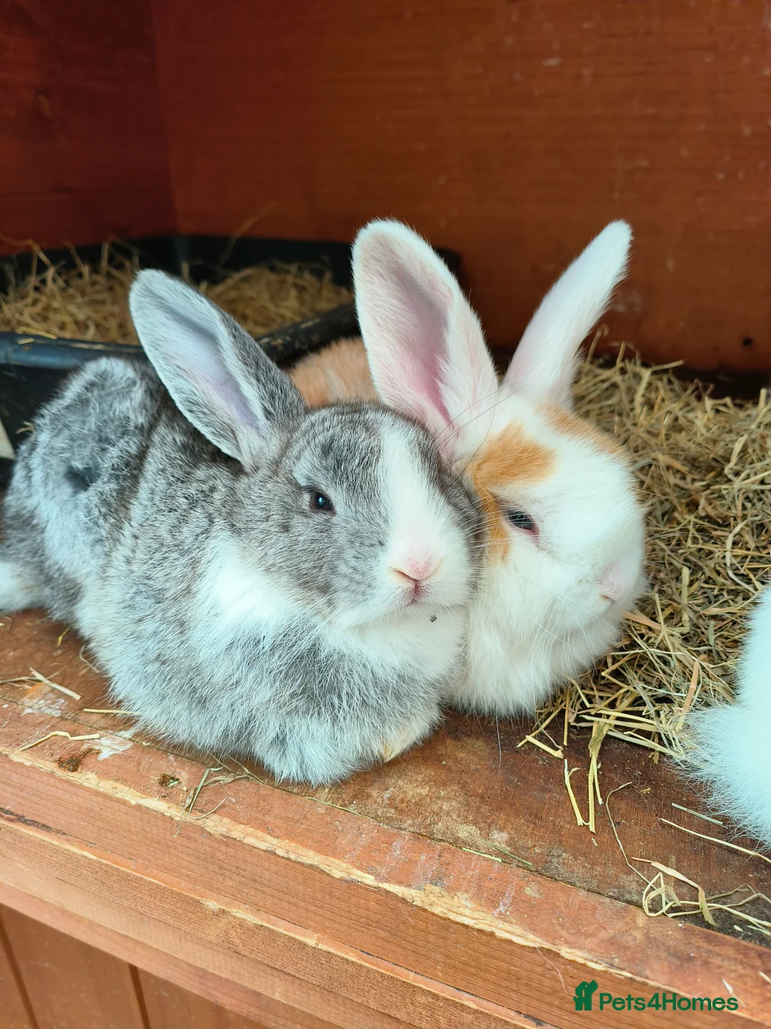 Mini Lop rabbits for sale: Mini lop plus mini rex  - Advert 1