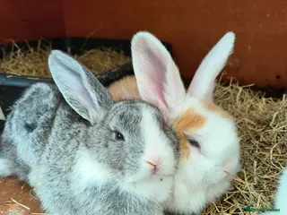 Mini Lop rabbits Mini lop plus mini rex - Advert 1