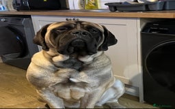 Mastiff dogs for sale: English Mastiff  - Image 2