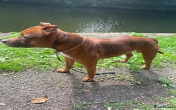 Staffordshire Bull Terrier dogs for stud: Stud  - Image 3