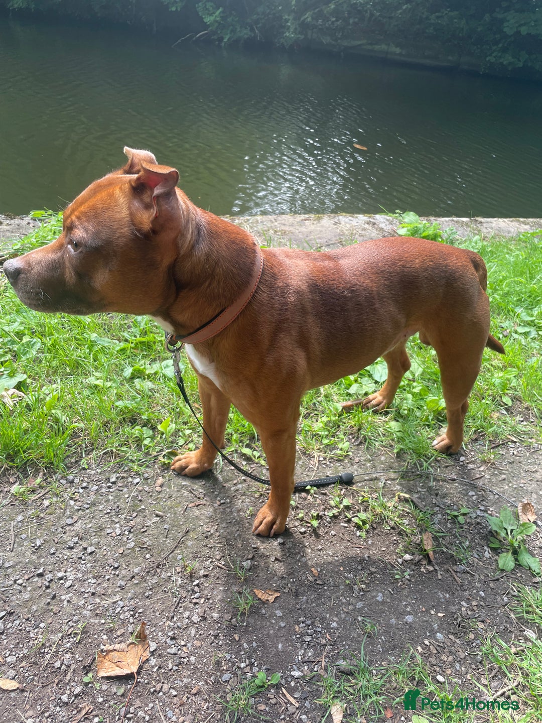 Staffordshire Bull Terrier dogs for stud: Stud  - Image 3