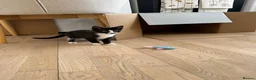 Mixed Breed cats for sale: x2 12 week old kittens (MUST GO TOGETHER) - Advert 12