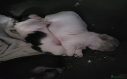 Shih Tzu dogs for sale: Adorable Tiny Imperial ShihTzu  - Image 16