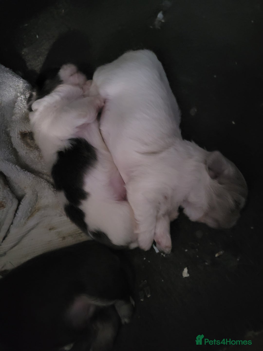 Shih Tzu dogs for sale: Adorable Tiny Imperial ShihTzu  - Image 16