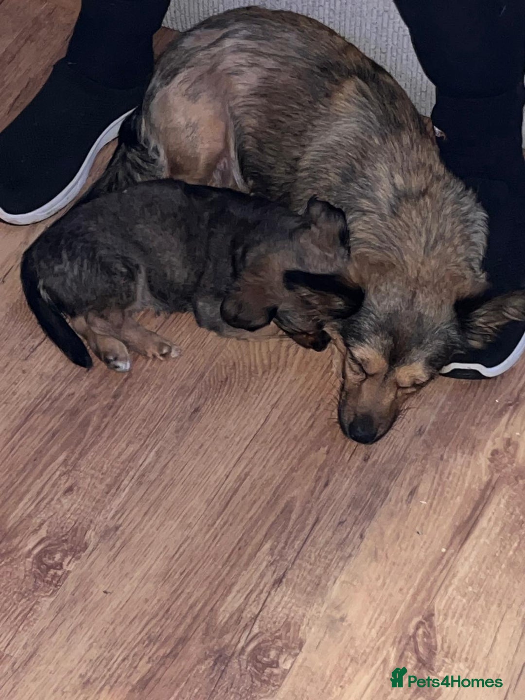 Mixed Breed dogs for sale: 12 week old puppy - Advert 3