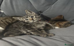 Mixed Breed cats for sale: Bengal cross male kitten 9 weeks old  - Advert 2