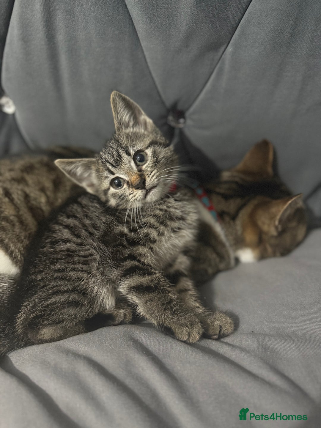 Mixed Breed cats for sale: Bengal cross male kitten 9 weeks old  - Advert 2