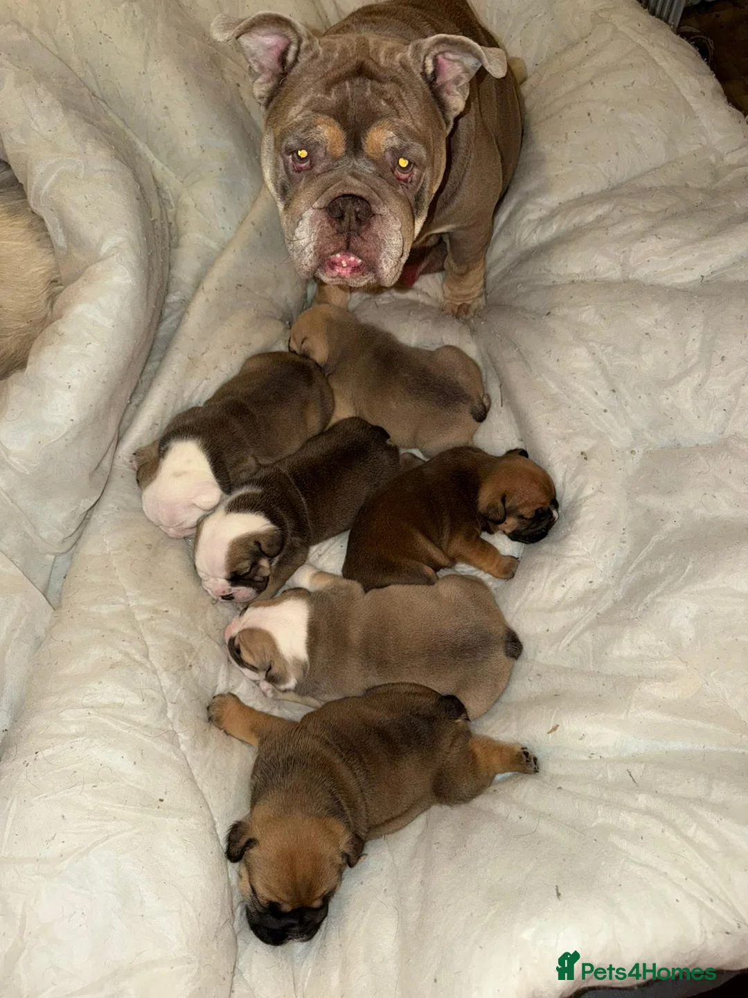English Bulldog dogs for sale: English Bulldog Puppies Rare Coloured Ready now! - Advert 8