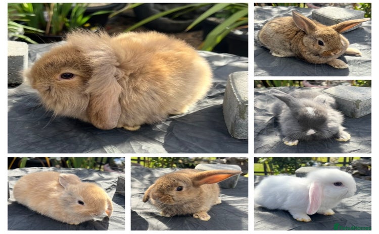 Mini Lop rabbits in Coalville - Advert 9