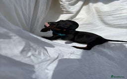 Dachshund dogs for sale: miniature dachshund   - Image 9