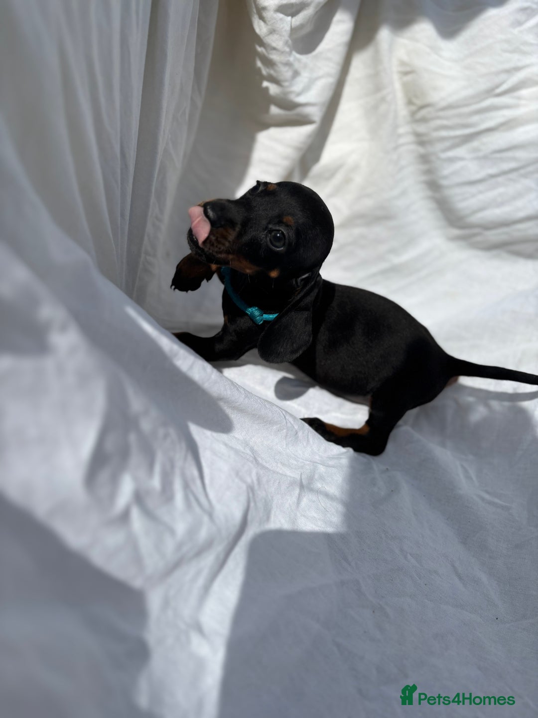 Dachshund dogs for sale: miniature dachshund   - Image 9