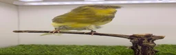 Canaries birds for sale: Persian and Lancashire canary’s  - Advert 3
