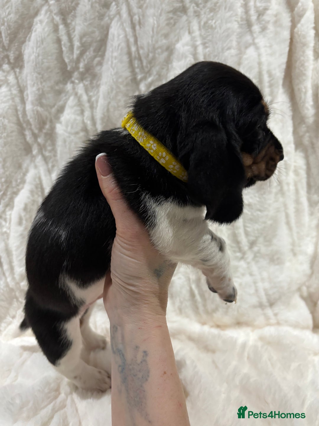 Basset Hound dogs for sale: Bassett hound puppies  - Advert 18