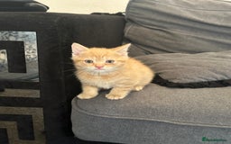 Mixed Breed cats for sale: Beautiful ginger kittens  - Image 14