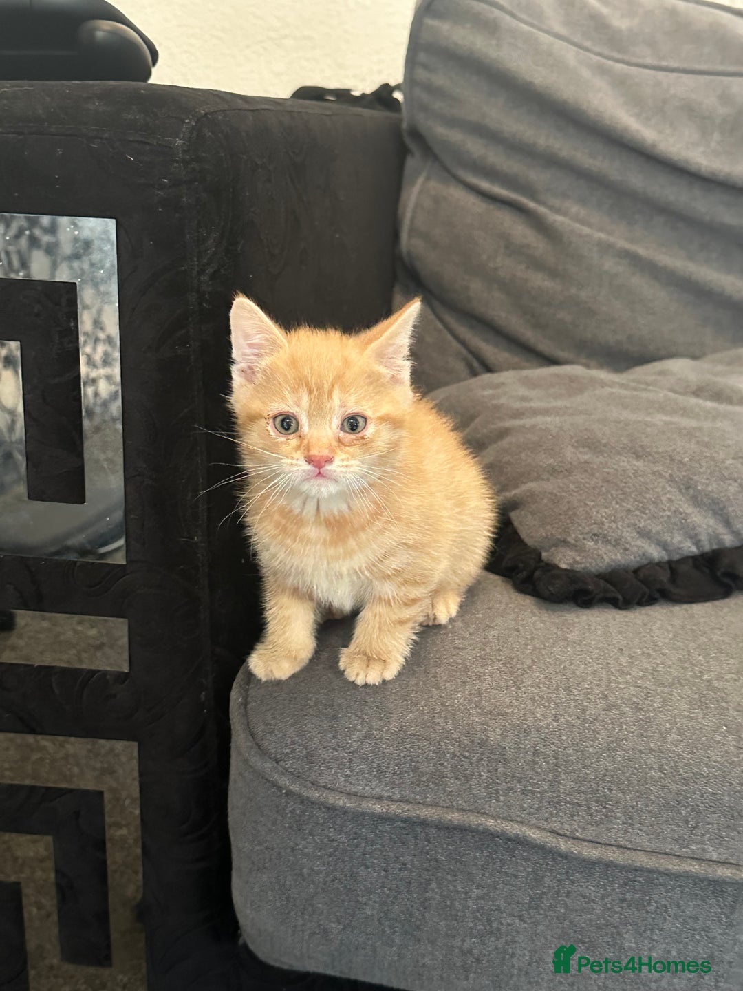 Mixed Breed cats for sale: Beautiful ginger kittens  - Image 14