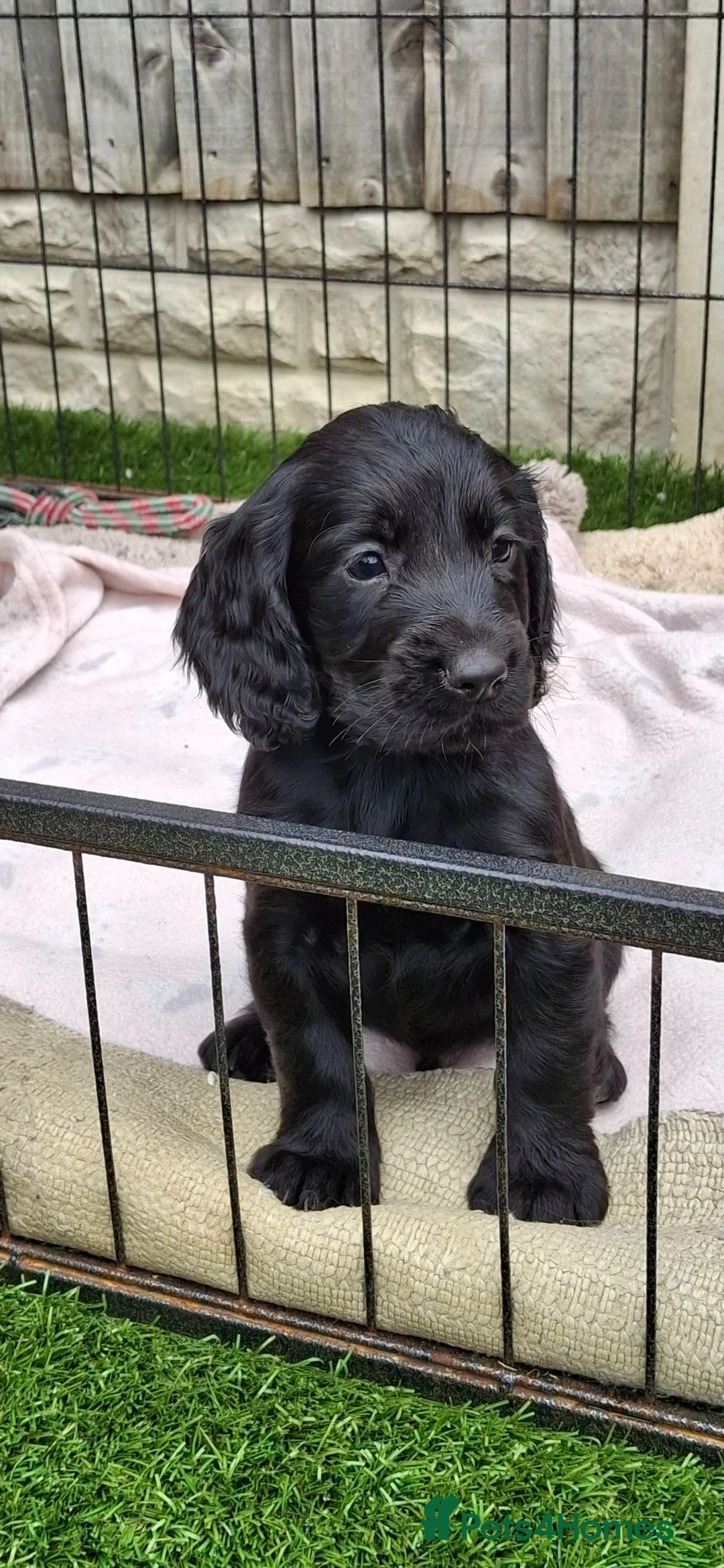 Cocker Spaniel dogs for sale: KC working Cocker puppies  - Advert 2
