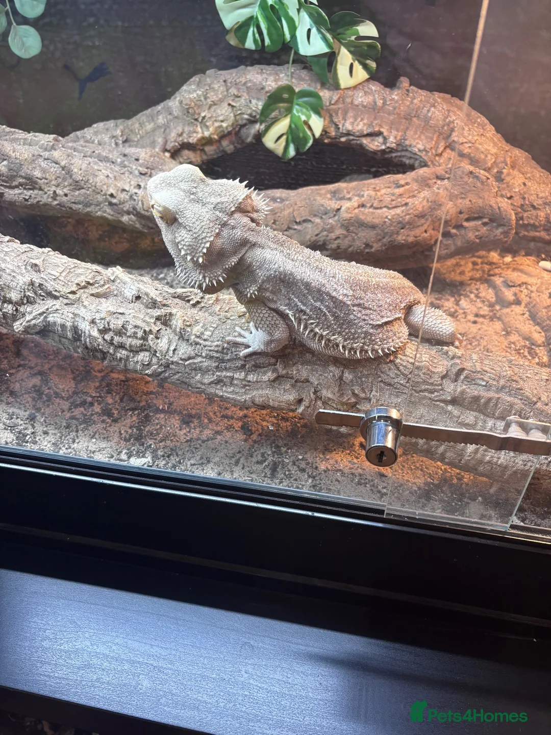 Bearded Dragon reptiles for sale: Male bearded dragon and full set up  in Melton Mowbray - Advert 2