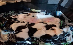 Mixed Breed dogs for sale: Male Lhasa Jack 11 weeks old - Image 7