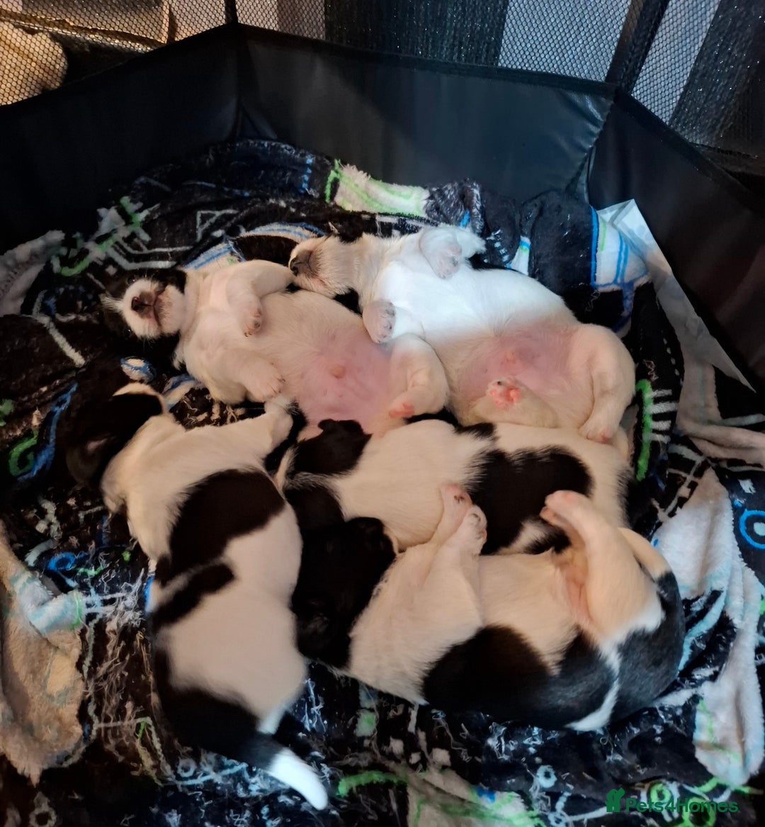 Mixed Breed dogs for sale: Male Lhasa Jack 11 weeks old - Image 7