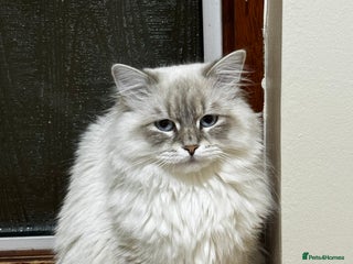 Siberian cats for sale: 3 Male Siberian Neva Masquerade Kittens - Advert 1