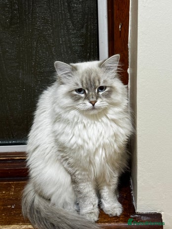 Siberian cats 3 Male Siberian Neva Masquerade Kittens - Advert 1