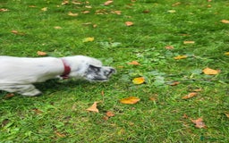 Dachshund dogs for sale: Kensington Dachshund Puppies  - Image 21