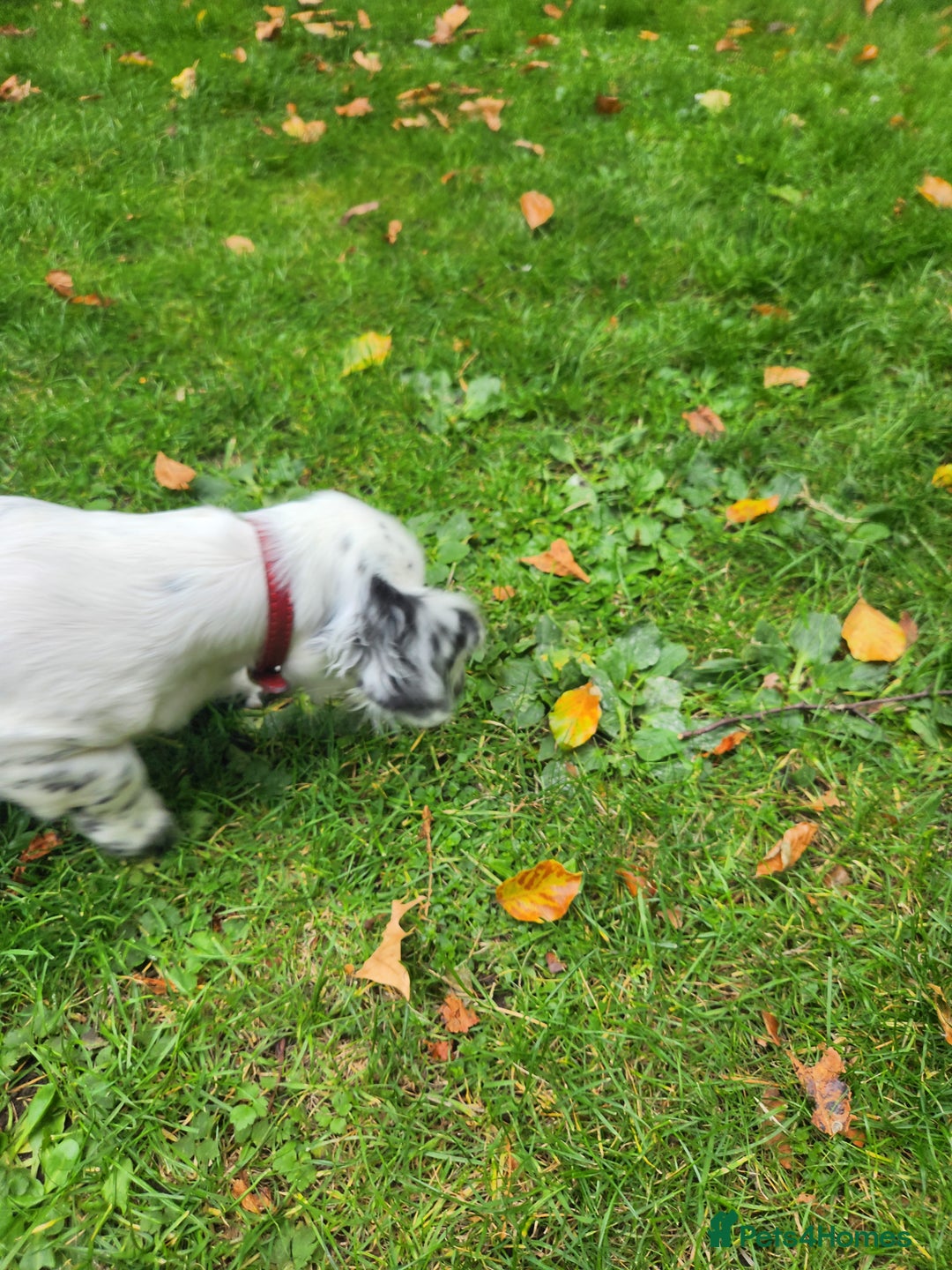 Dachshund dogs for sale: Kensington Dachshund Puppies  - Image 21