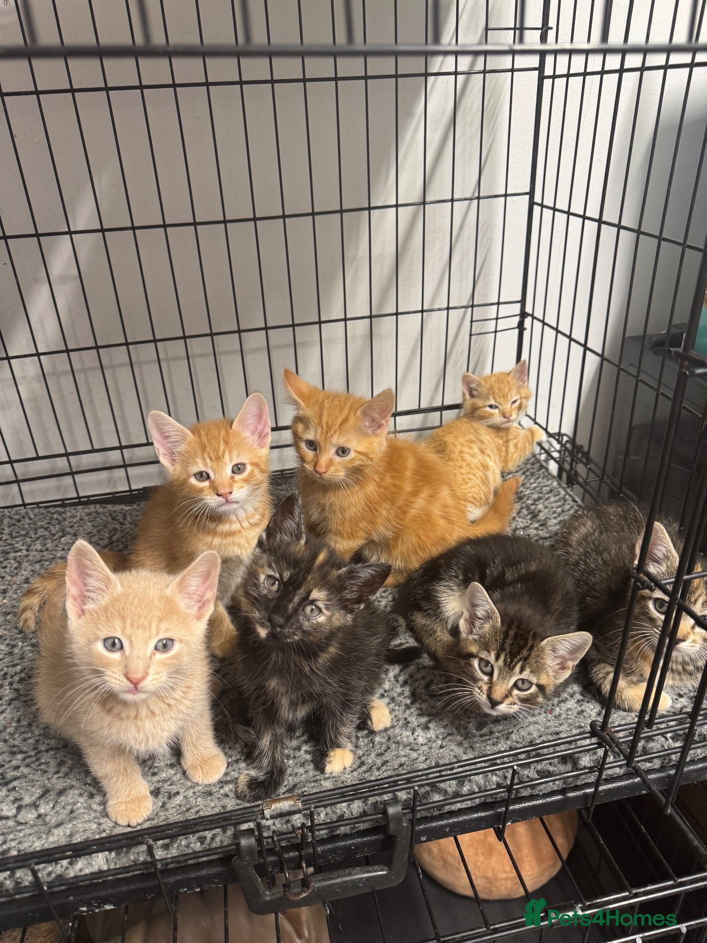 Mixed Breed cats American shorthair x bsh kittens please red descrp - Advert 2