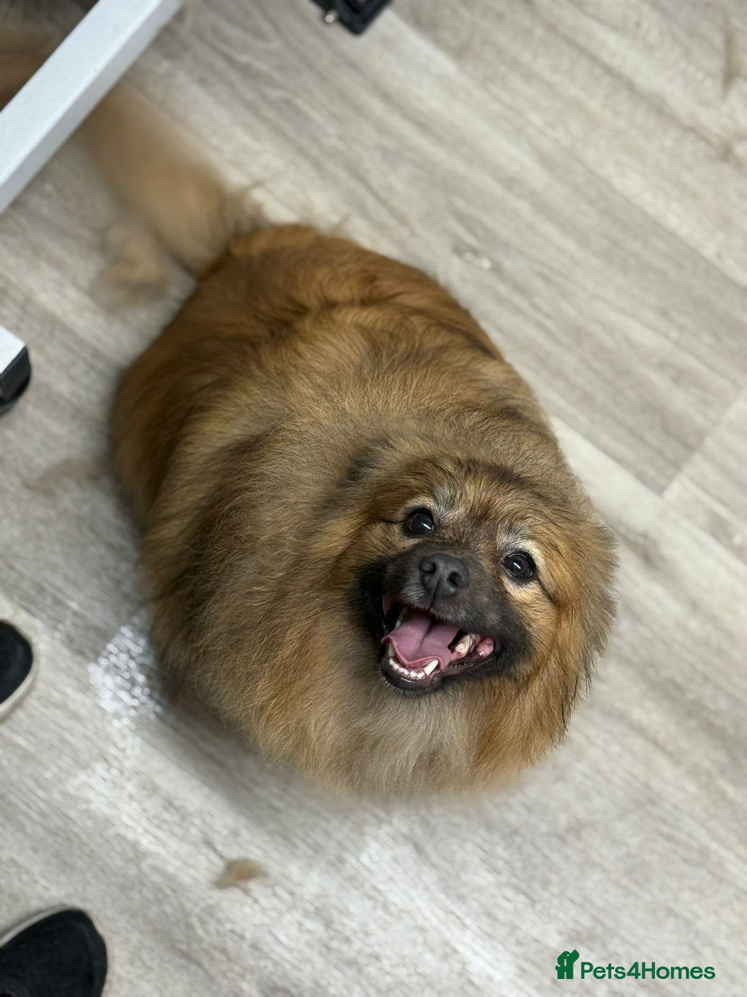 Pomeranian dogs for sale: Pomeranian little boy needs permanent loving home  - Advert 2