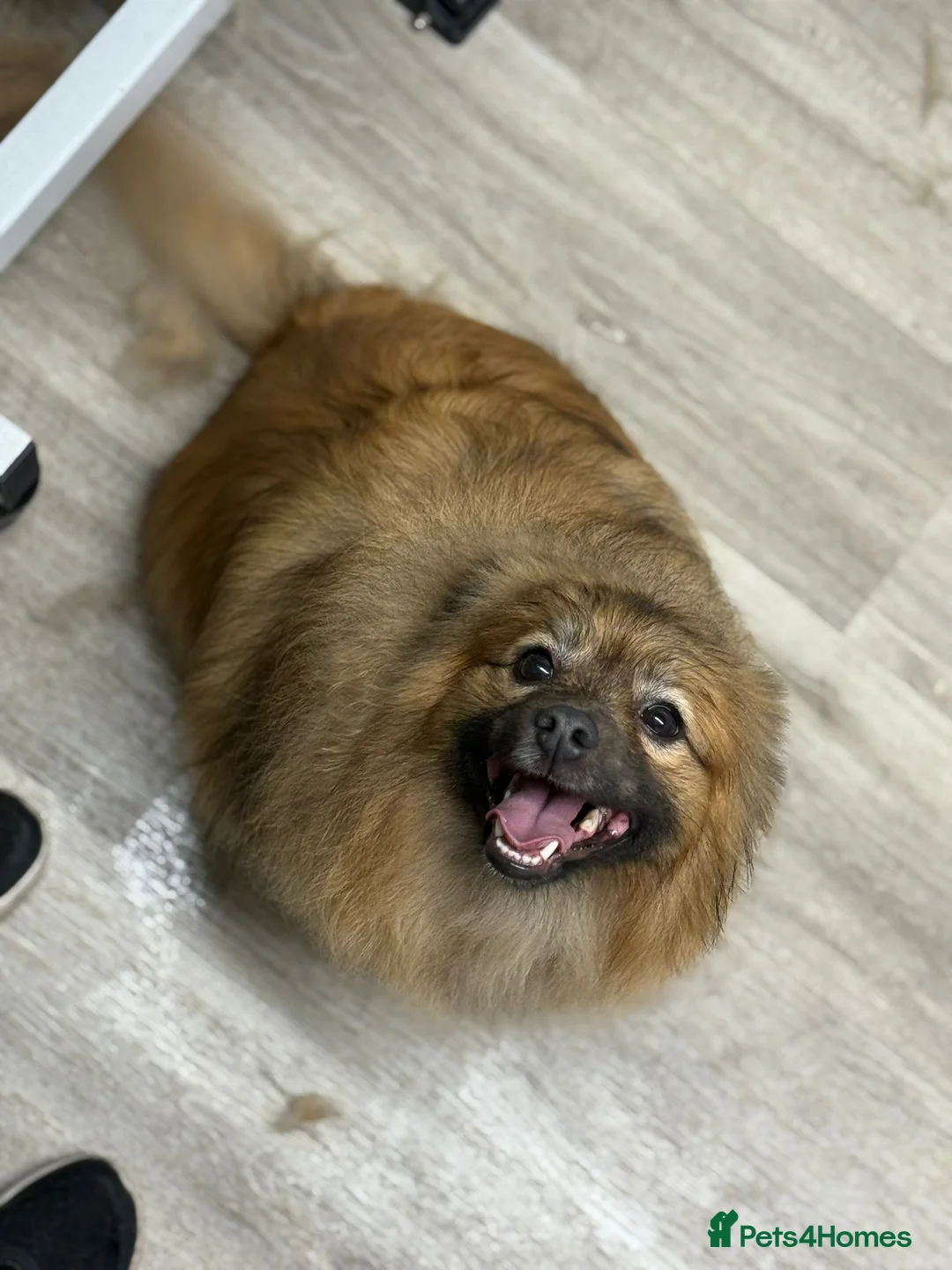 Pomeranian dogs for sale: Pomeranian little boy needs permanent loving home  - Advert 2