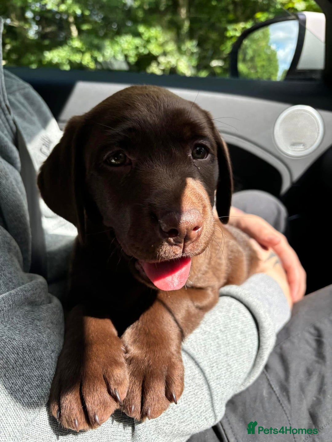 Labrador Retriever dogs for sale: Bingo - Advert 3