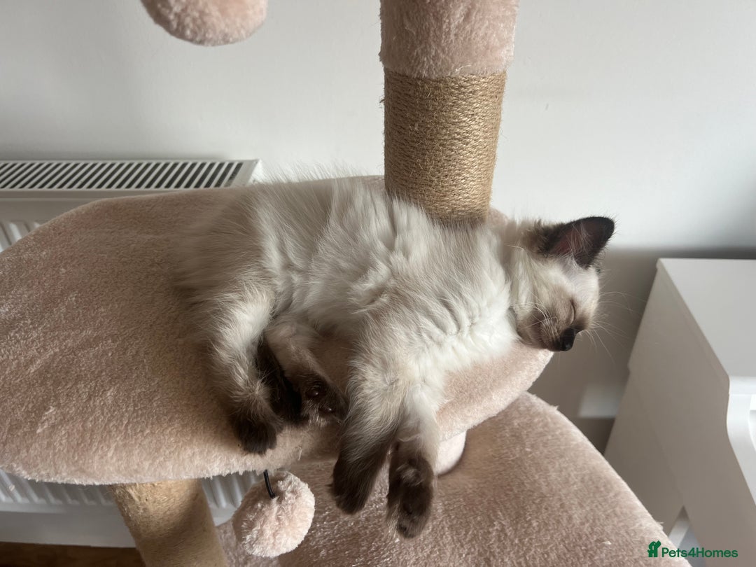 Ragdoll cats for sale: Beautiful seal point kittens  - Image 8