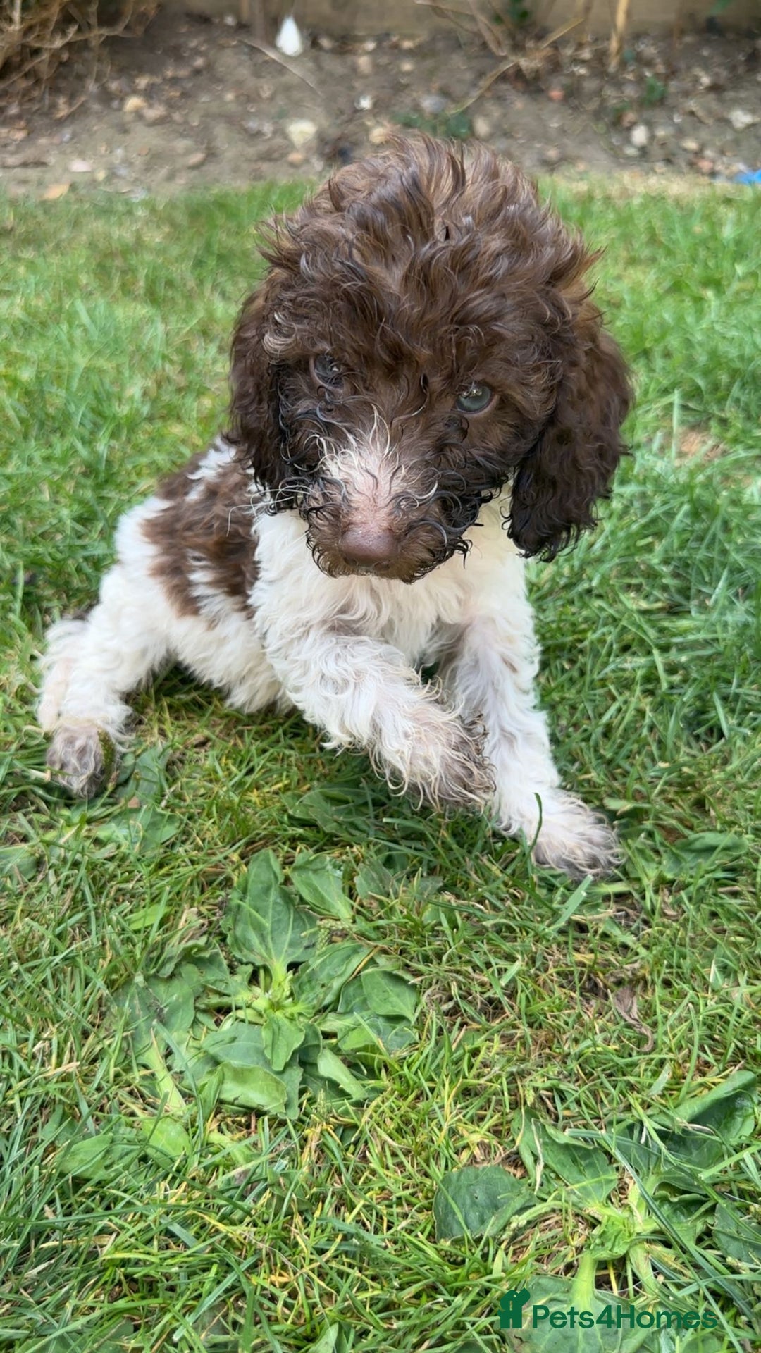 Cockapoo dogs for sale: Cockapoo puppies  - Image 2