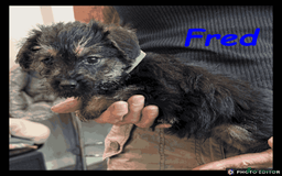 Mixed Breed dogs for sale: Beautiful Borderpoo Puppies – Ready 24th August - Image 6