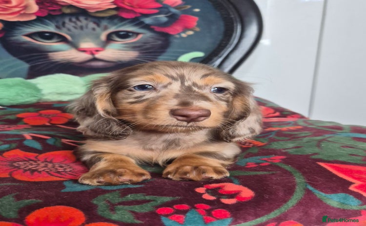 Miniature Dachshund dogs - Advert 3