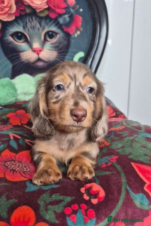 Miniature Dachshund dogs - Advert 2