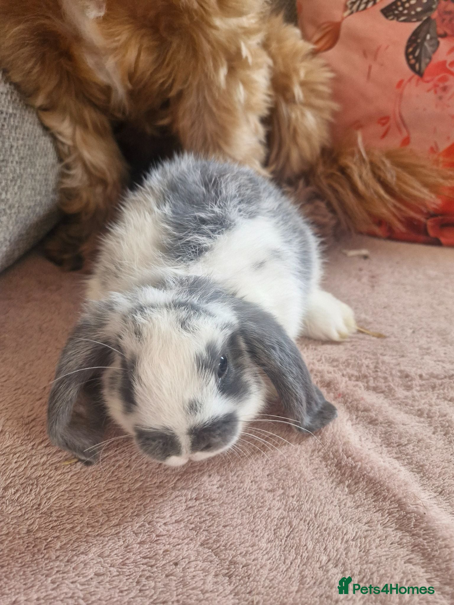 Mini Lop rabbits Stunning Mini lops - Advert 12