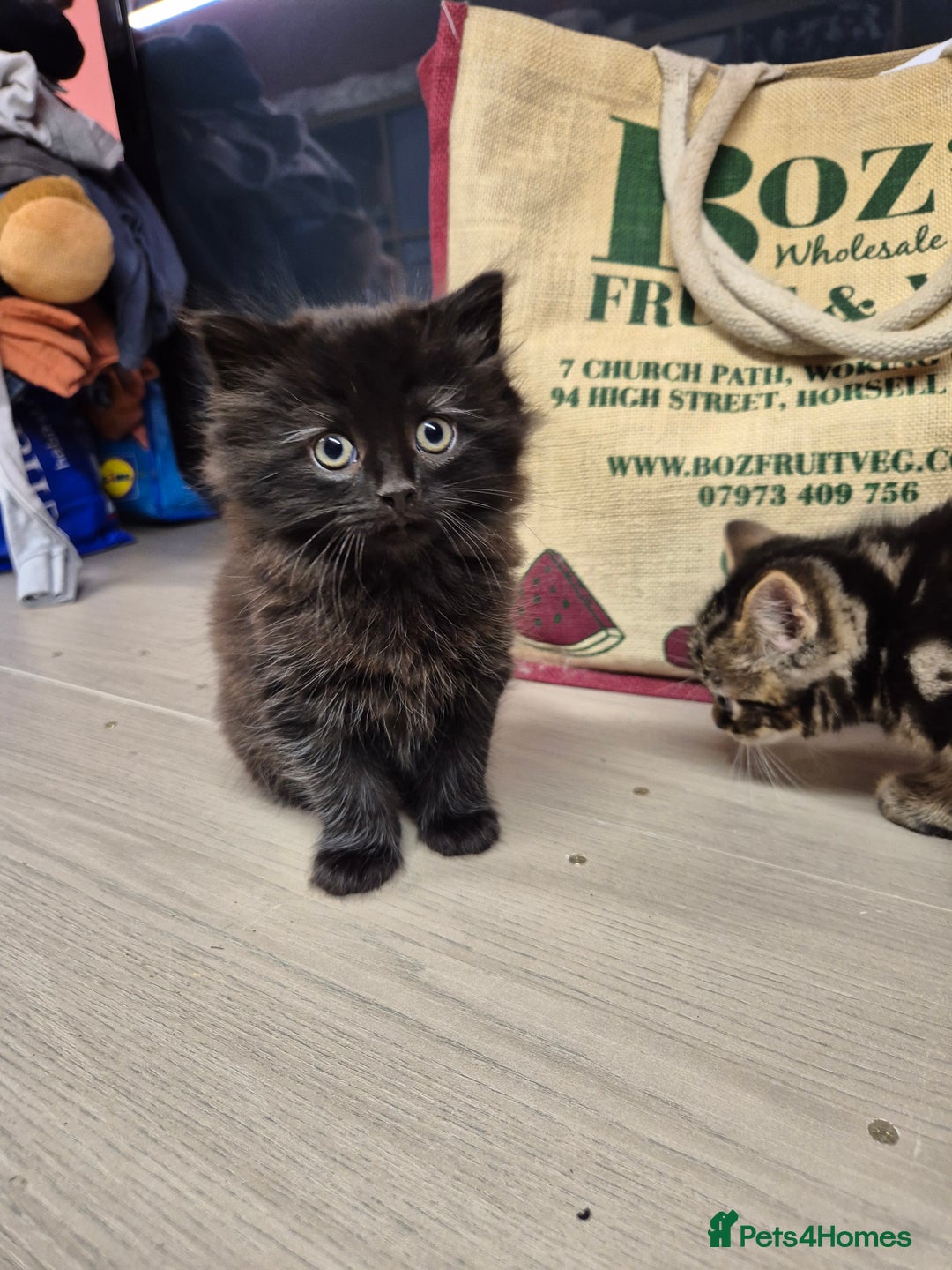 Mixed Breed cats for sale: Mixed Ragdoll kitties - Advert 6