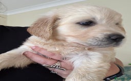 Golden Retriever dogs for sale: Two female Golden Retriever puppies left - Image 6