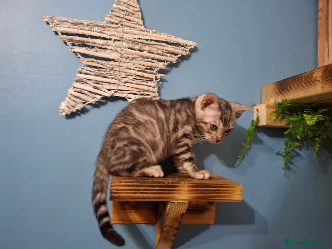 Bengal cats for sale: Stunning Blue pure bengal kittens - Advert 34