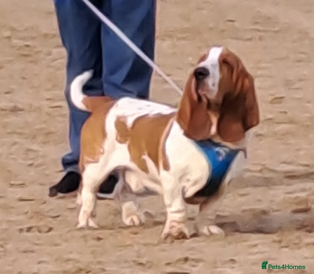 Basset Hound dogs for stud: AT STUD - BASSET HOUND in Abertillery - Advert 2