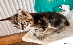 Mixed Breed cats for sale: Amiable bengal mix tabby kittens - Image 11
