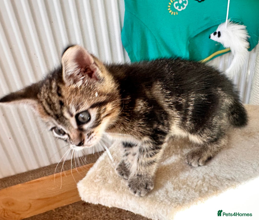 Mixed Breed cats for sale: Amiable bengal mix tabby kittens - Image 11
