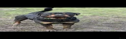 Rottweiler dogs for sale: Our gorgeous Rottweiler puppies !  in Morecambe - Advert 2