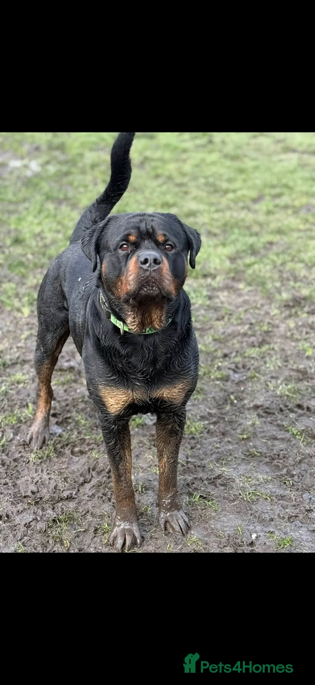 Rottweiler dogs for sale: Our gorgeous Rottweiler puppies !  in Morecambe - Advert 2